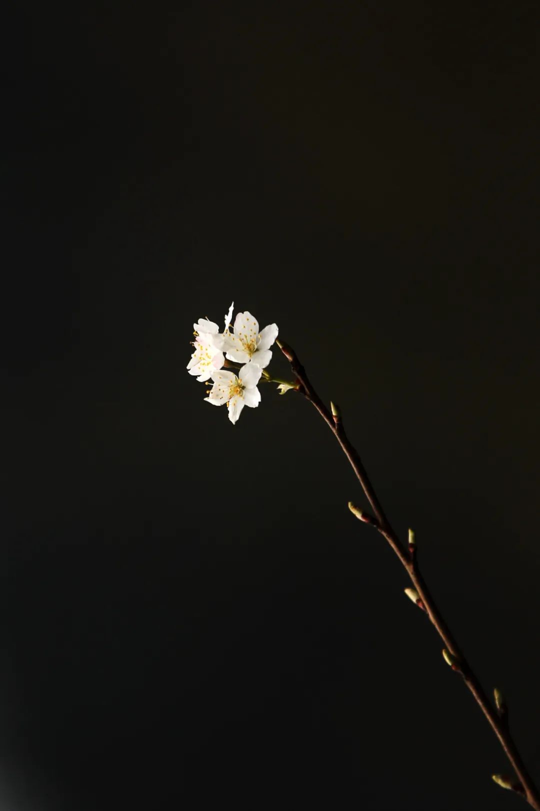 DƬ